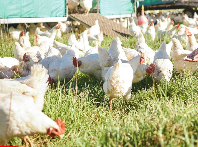 Marketplace listings and farm finance profit overview in Farmeerz