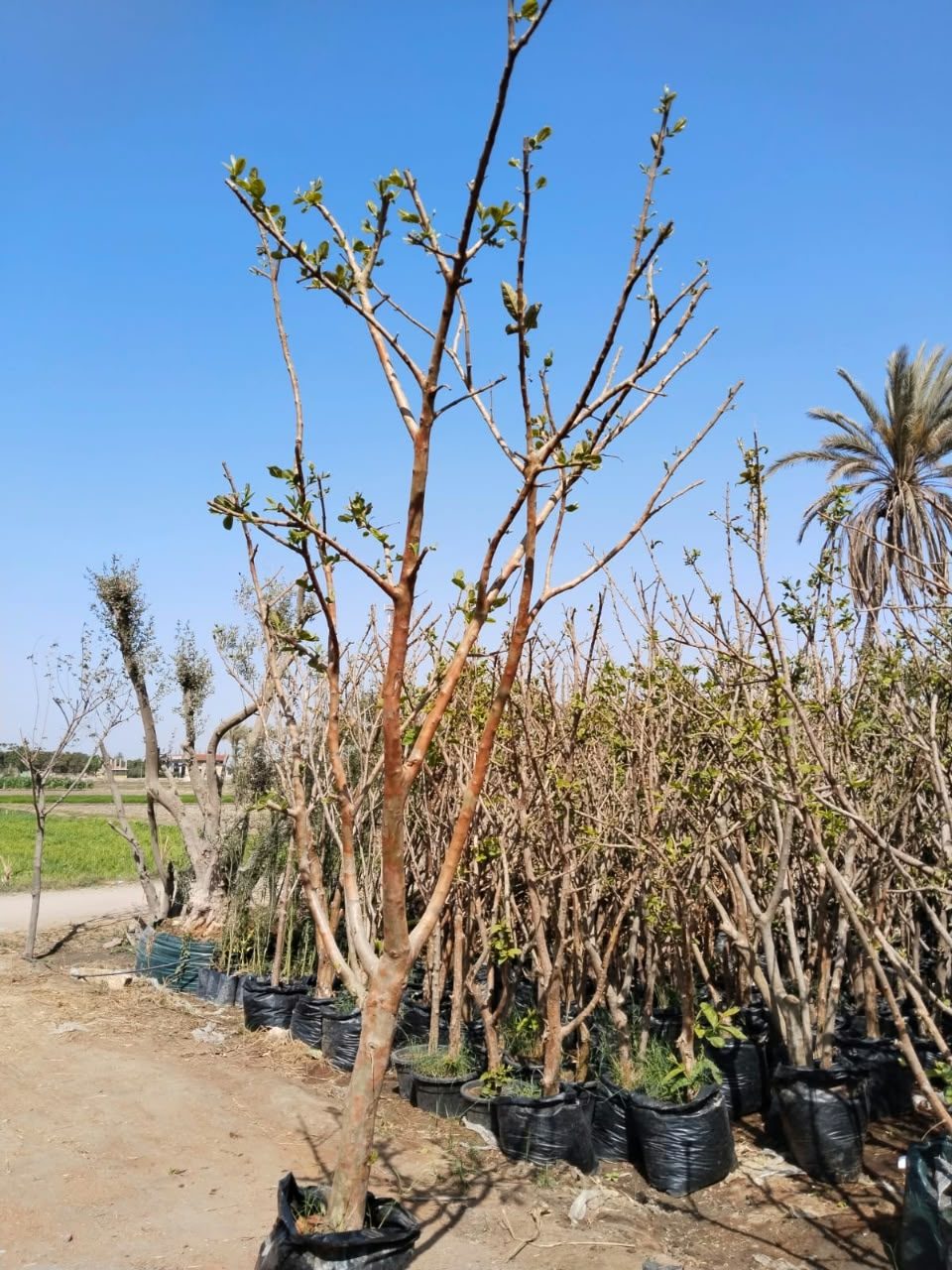 شتلات مانجو مطعوم 3